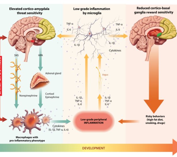 brain-rght-brain