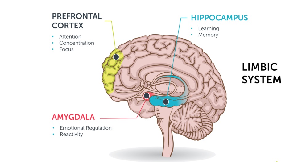Limbic-system