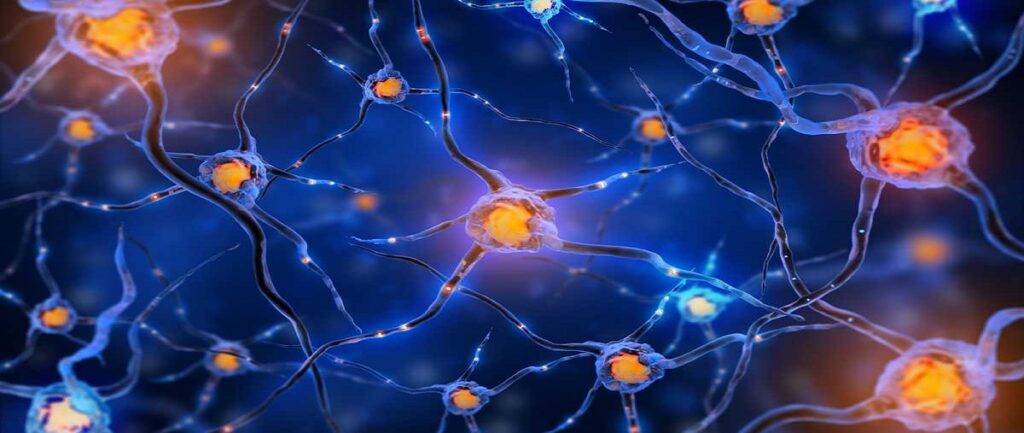 neurons-1024x433