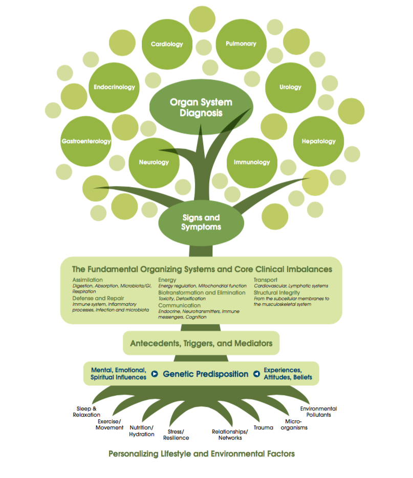 organ-system-tree